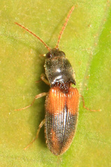 Horistonotus curiatus