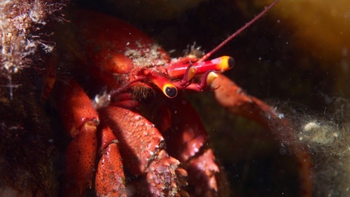 Paguristes frontalis
