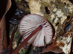 Mycena mariae