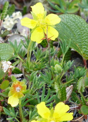 Potentilla biflora