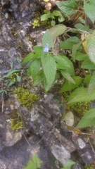 Salvia connivens