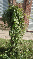 Muehlenbeckia sagittifolia