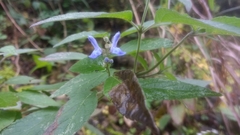 Salvia connivens