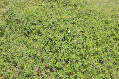 Clematis drummondii