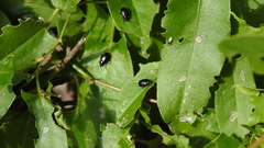 Macrohaltica transversa