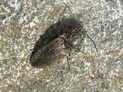 Hadromorphus inflatus