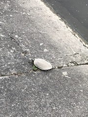 Graptemys geographica