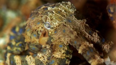 Hapalochlaena maculosa