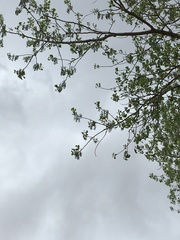 Populus deltoides wislizenii