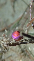 Calliostoma