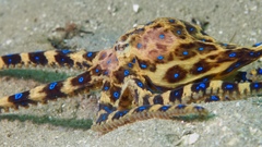 Hapalochlaena maculosa