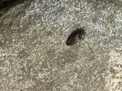 Hadromorphus inflatus