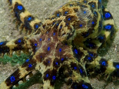 Hapalochlaena maculosa