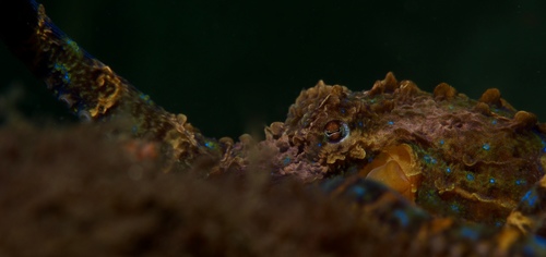 Hapalochlaena maculosa