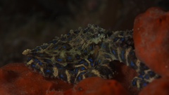 Hapalochlaena maculosa