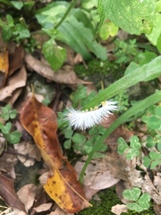 Lepidoptera