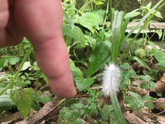 Lepidoptera
