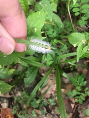 Lepidoptera