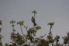 Carduelis carduelis