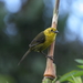 Yellow-headed Brushfinch - Photo (c) ProAves Colombia, some rights reserved (CC BY-NC-SA)
