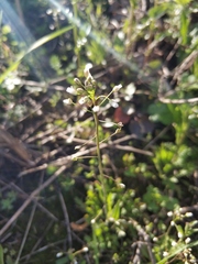 Capsella bursa-pastoris