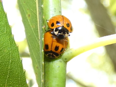 Neoharmonia venusta