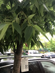 Zelkova