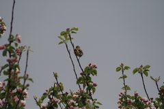 Carduelis carduelis