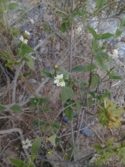 Lantana canescens