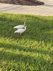 Eudocimus albus