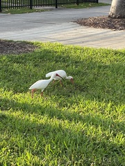 Eudocimus albus