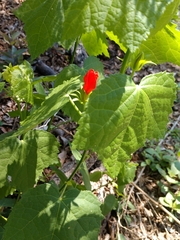 Malvaviscus arboreus