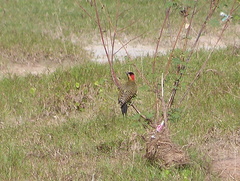 Colaptes melanochloros