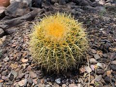 Kroenleinia grusonii