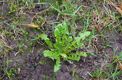 Taraxacum officinale