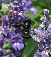 Bombus morio