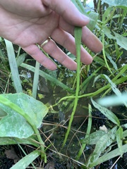 Lilaeopsis carolinensis