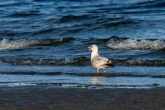 Larus brachyrhynchus