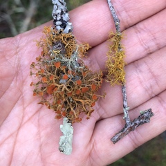Teloschistes flavicans
