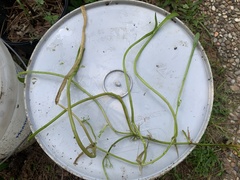 Lilaeopsis carolinensis