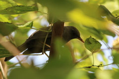 Turdus chiguanco