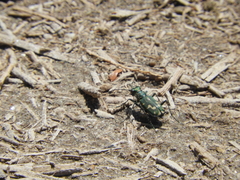 Cicindela senilis