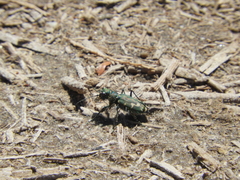 Cicindela senilis
