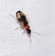 Anomotarus crudelis