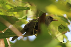 Turdus chiguanco