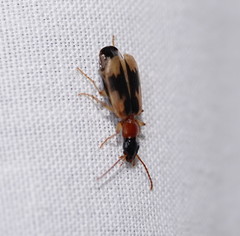 Anomotarus crudelis