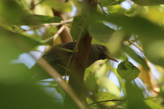 Turdus chiguanco