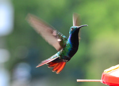 Anthracothorax nigricollis