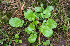 Barbarea vulgaris