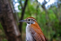 Thryophilus rufalbus